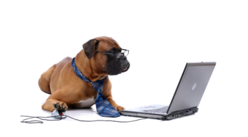 Immagine: Anagrafe canina